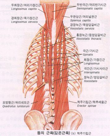 등의 근육 (깊은근육)